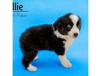 Australian Shepherd Puppy for sale in Butterfield, MO, USA