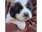Great Pyrenees Puppy for sale in Caro, MI, USA