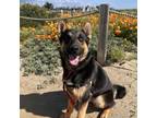 Adopt Kismet a German Shepherd Dog