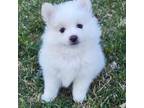 Pomeranian Puppy for sale in Meridian, ID, USA