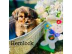 Hemlock
