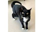 Adopt Jake a Domestic Short Hair