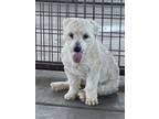 Adopt Madden a Poodle, Mixed Breed