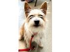 Adopt Jack a Terrier, Mixed Breed