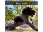 German Shorthaired Pointer Puppy for sale in Chesterfield, VA, USA