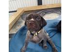 German Shorthaired Pointer Puppy for sale in Chesterfield, VA, USA