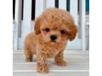 Maltipoo Puppy for sale in Vero Beach, FL, USA