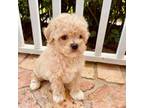Maltipoo Puppy for sale in Vero Beach, FL, USA