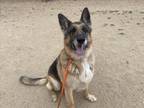 Adopt RICO a German Shepherd Dog