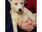 Siberian Husky Puppy for sale in Adrian, GA, USA