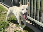 Adopt GARY a Siberian Husky, Mixed Breed