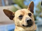 Adopt NOOPY a Jindo, Mixed Breed