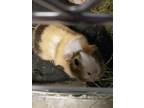 Adopt FLUFFY a Guinea Pig