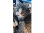 Adopt OSSA a Domestic Short Hair