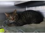 Adopt SPIRIT a Domestic Short Hair