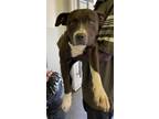 Adopt JUNE a Pit Bull Terrier