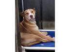 Adopt GOGO a Pit Bull Terrier, Mixed Breed