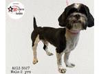 Adopt GINO a Shih Tzu, Mixed Breed