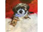 Maltipoo Puppy for sale in Crofton, MD, USA