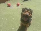 Adopt SCOOBY a Rottweiler, Mixed Breed