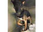 Adopt A2133627 a German Shepherd Dog