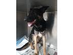 Adopt A2133627 a German Shepherd Dog