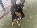 Adopt ROCKY a Doberman Pinscher