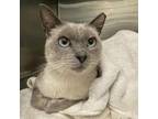 Adopt Falcon a Siamese