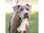 Adopt OBADIAH CLEMENTINE a Pit Bull Terrier