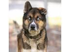 Adopt OGY a German Shepherd Dog, Mixed Breed