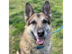 Adopt GROOT a German Shepherd Dog