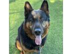 Adopt SUBARU a German Shepherd Dog, Mixed Breed