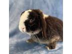 Adopt SNOOPY a Bunny Rabbit