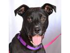 Adopt Jet a Pit Bull Terrier