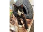 Adopt Columbo a Domestic Short Hair