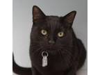 Adopt Hassan a Domestic Short Hair