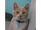 Adopt Teddy a Domestic Short Hair