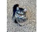 Adopt KRONK a Maine Coon, Domestic Short Hair