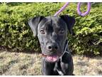 Adopt MILES a Boxer, Labrador Retriever