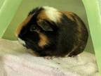 Adopt SMORES a Guinea Pig