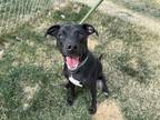 Adopt METAGAIL a Labrador Retriever, Mixed Breed