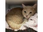 Adopt Tigger a Domestic Short Hair