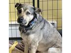 Adopt Sparty a Shepherd, Mixed Breed