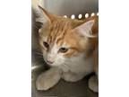 Adopt Orange Zest a Domestic Long Hair