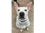 Adopt Benji a American Staffordshire Terrier