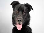 Adopt PRINCE a Labrador Retriever, Mixed Breed