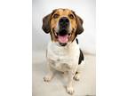 Adopt HARLEY a Beagle, Mixed Breed
