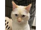 Adopt Crikey a Domestic Short Hair, Snowshoe