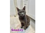 Adopt Smokey, Willow Grove PetSmart (FCID# 3/26/24-103) a Domestic Short Hair