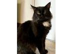Adopt Toby: DLH (FCID# 02/29/2024 - 83 Trainer) C a Domestic Long Hair